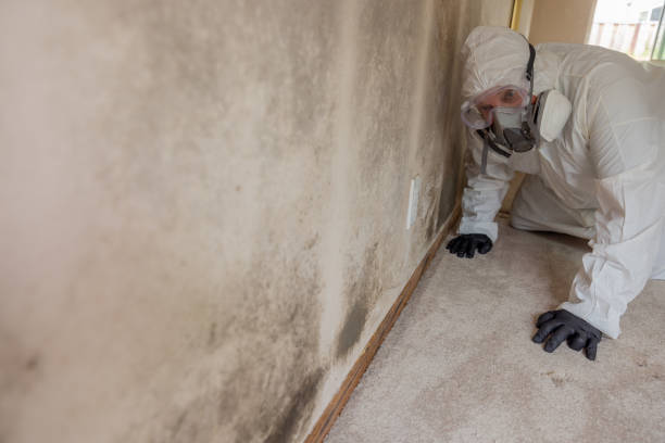 Best Mold Damage Restoration in Browns Point, WA